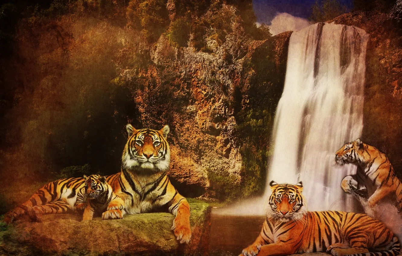 Photo wallpaper water, cats, mountains, background, rocks, waterfall, predators, Tigers