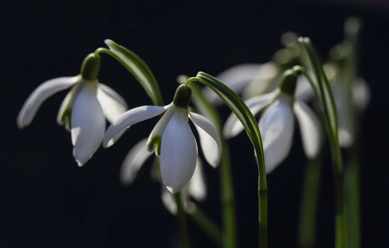 Photo wallpaper macro, flowers, the dark background, spring, snowdrops, white, buds