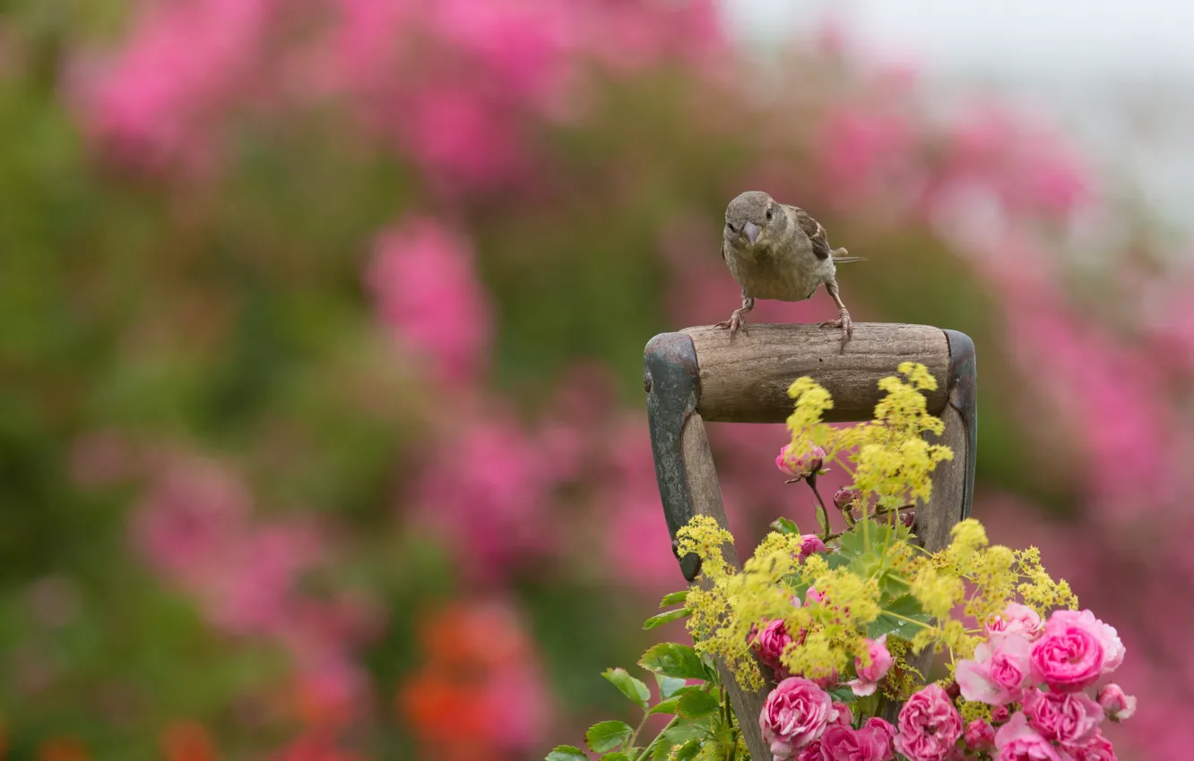 Photo wallpaper flowers, bird, roses, Sparrow, arm, bokeh