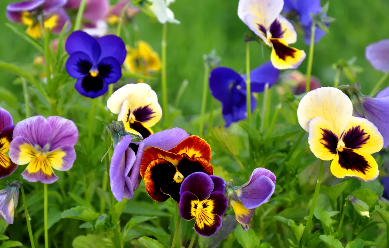 Photo wallpaper greens, flowers, Pansy