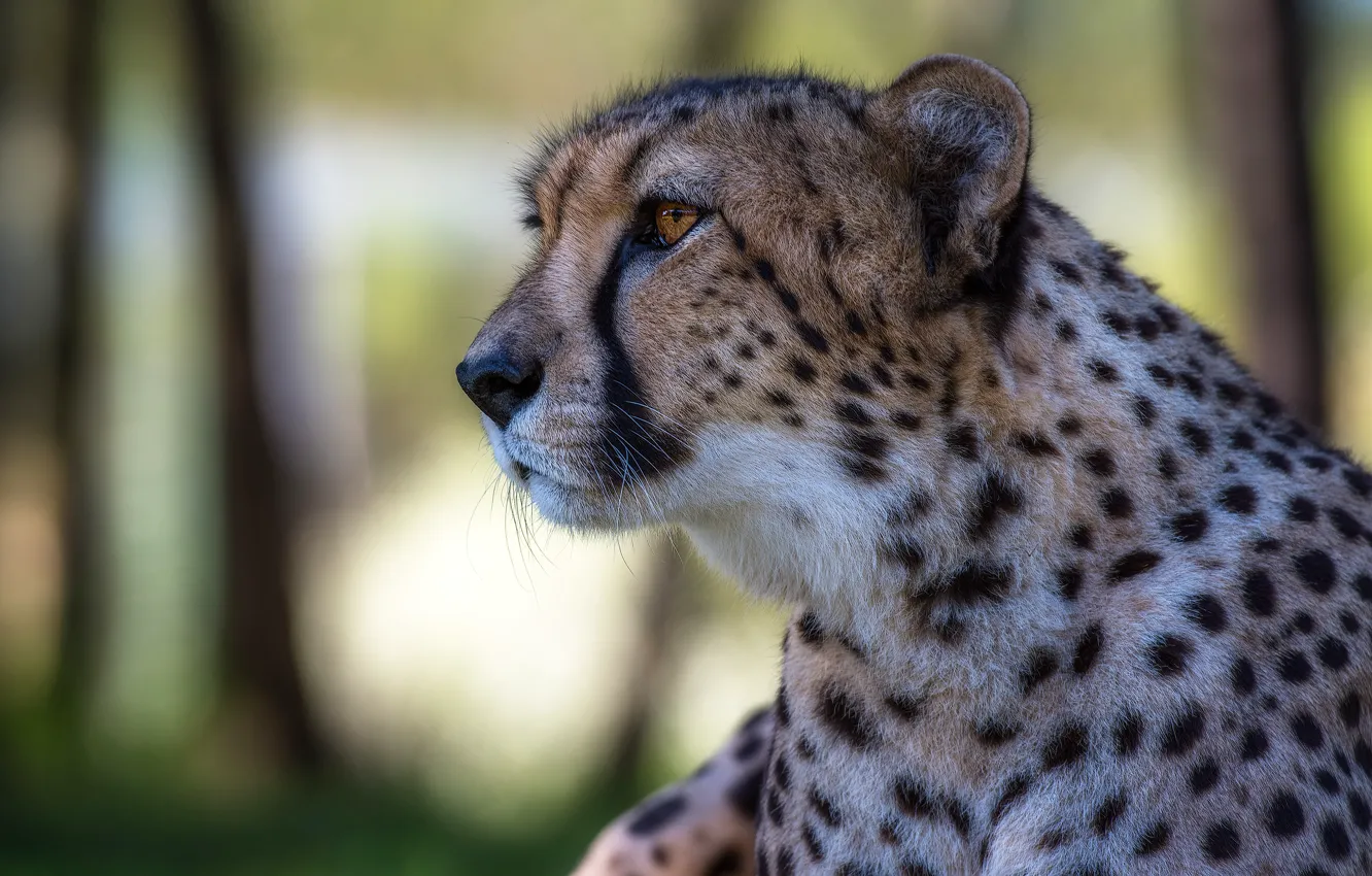 Photo wallpaper face, portrait, Cheetah, profile