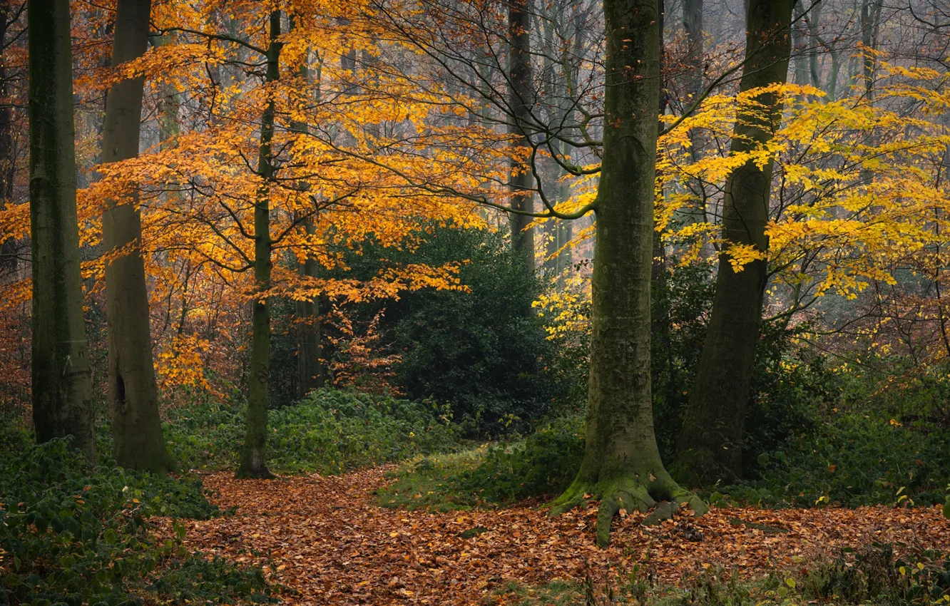 Photo wallpaper autumn, forest, trees, Germany, fallen leaves