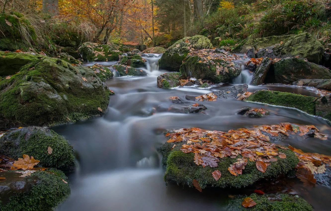 Photo wallpaper autumn, forest, leaves, river, stones, moss, Belgium, Belgium