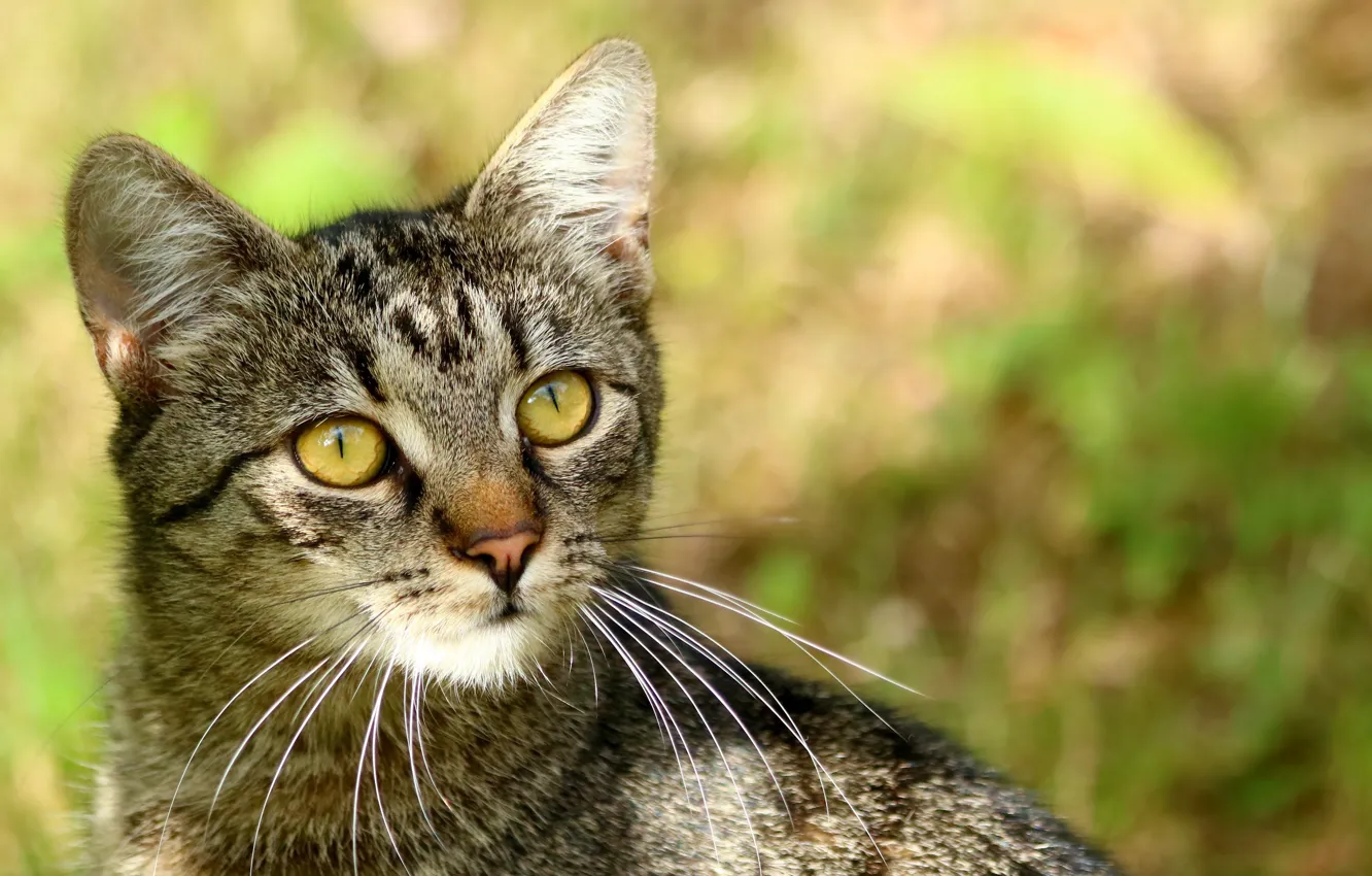 Photo wallpaper cat, cat, mustache, look, nature, pose, grey, portrait