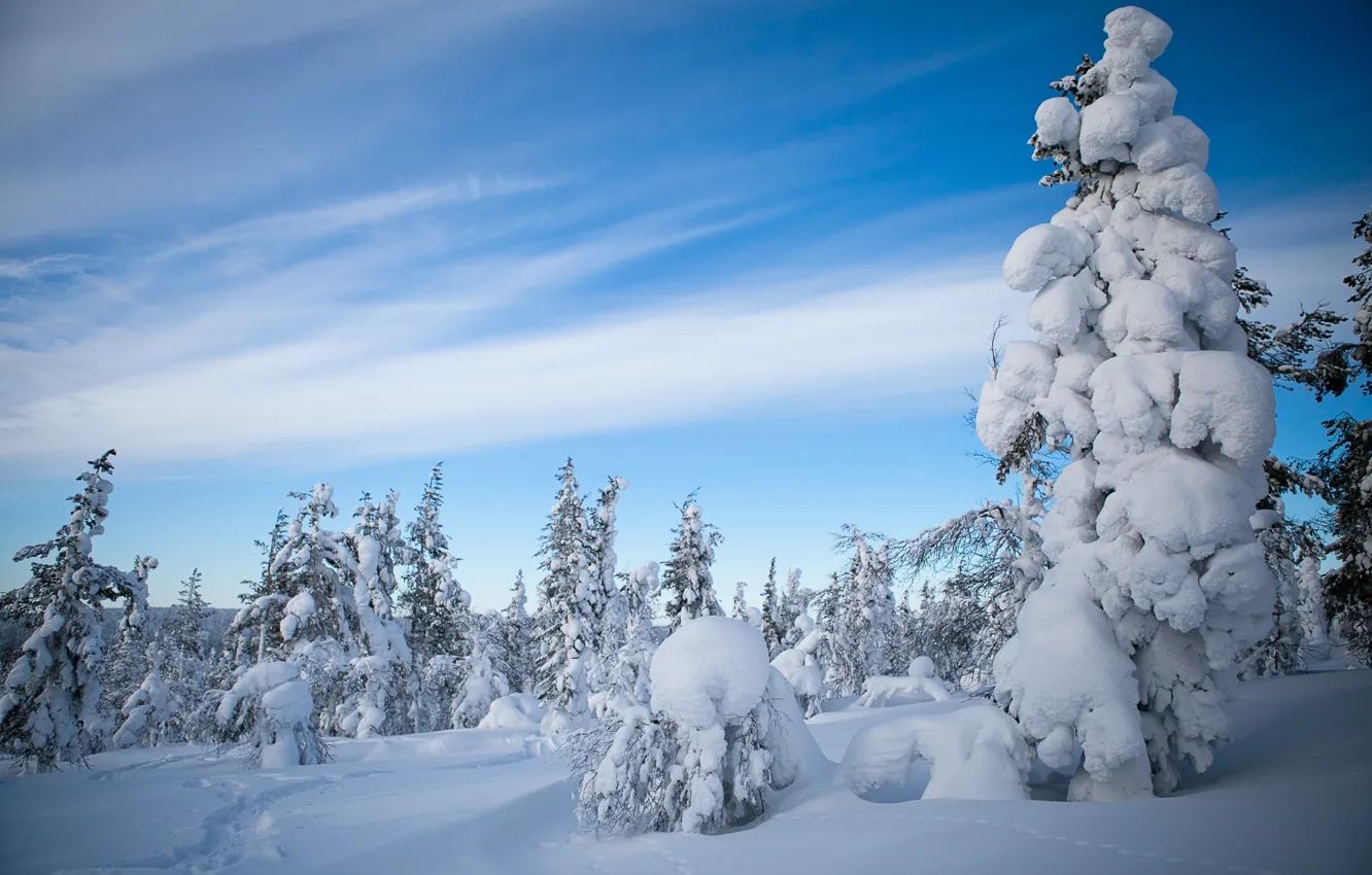 Photo wallpaper winter, forest, snow, trees, Finland, Finland, Lapland, Lapland