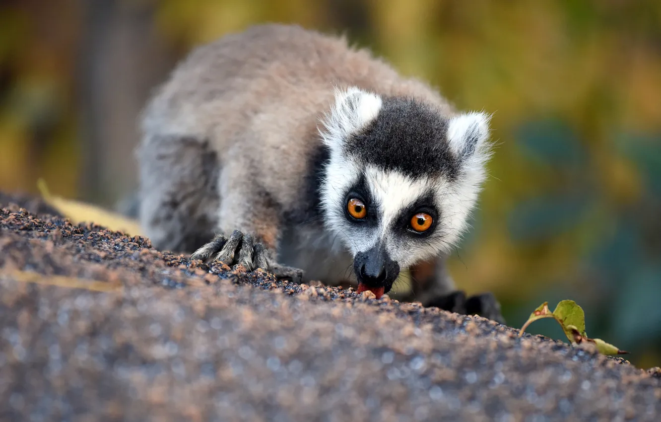 Photo wallpaper look, pose, legs, lemur, face, the ground