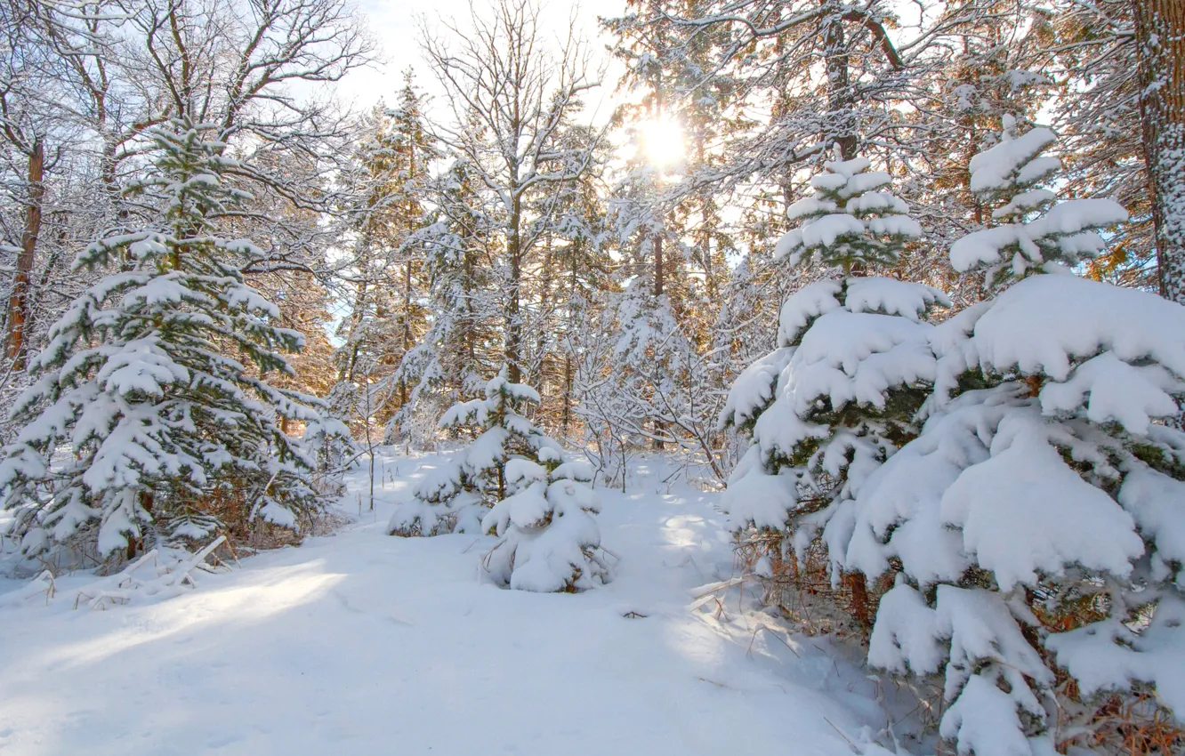 Photo wallpaper winter, forest, snow, trees, tree, spruce