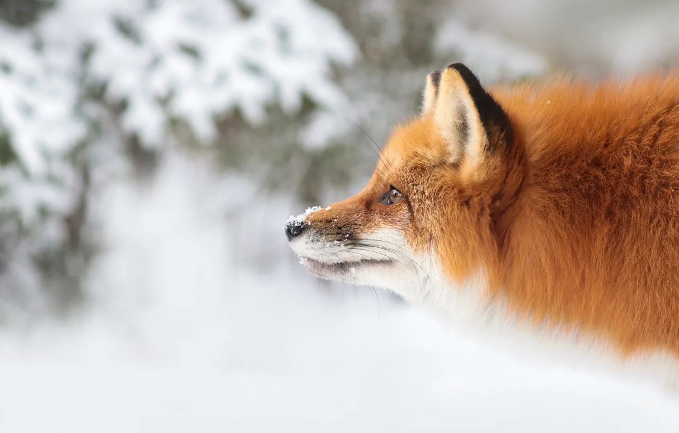 Photo wallpaper winter, face, snow, portrait, Fox, profile