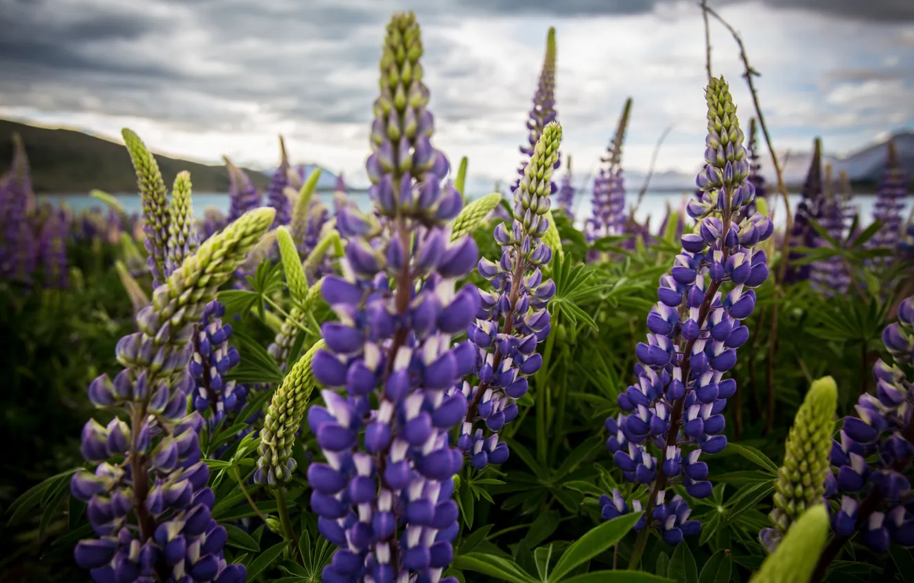 Photo wallpaper field, flowers, nature, lupins