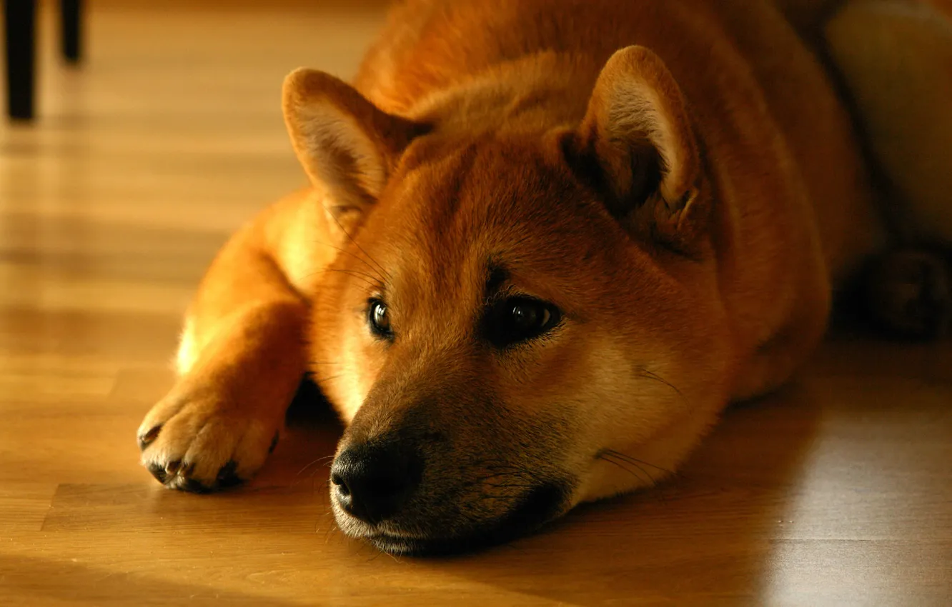 Photo wallpaper wallpaper, dog, down, lying, muzzle, Shiba, inu