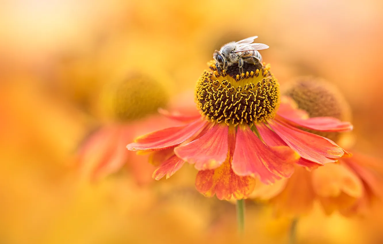 Photo wallpaper flower, macro, orange, bee, background, blur, insect, bokeh