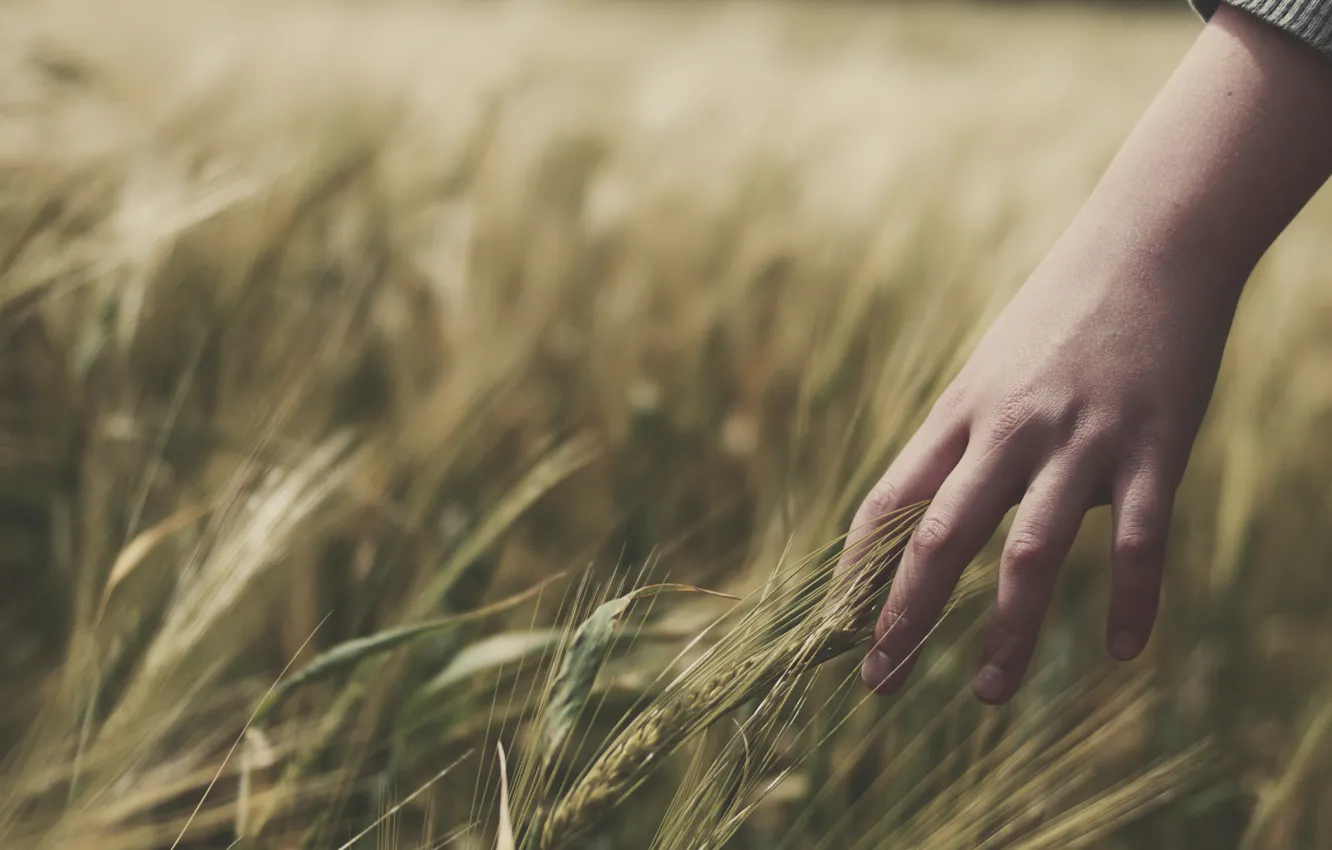 Photo wallpaper wheat, field, grass, girl, mood, hand, hands, spikelets