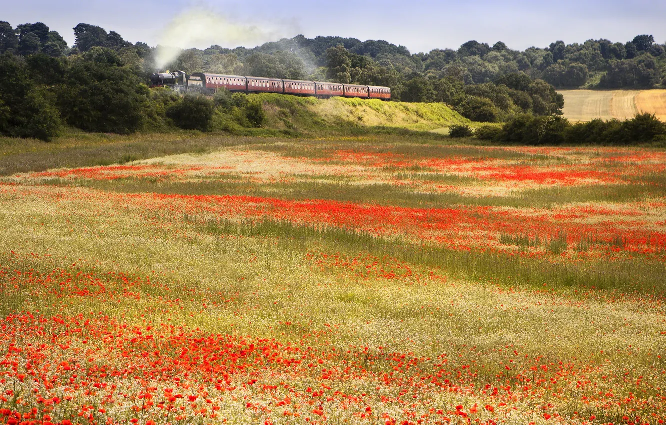 Photo wallpaper field, summer, the sky, flowers, nature, view, Maki, dal