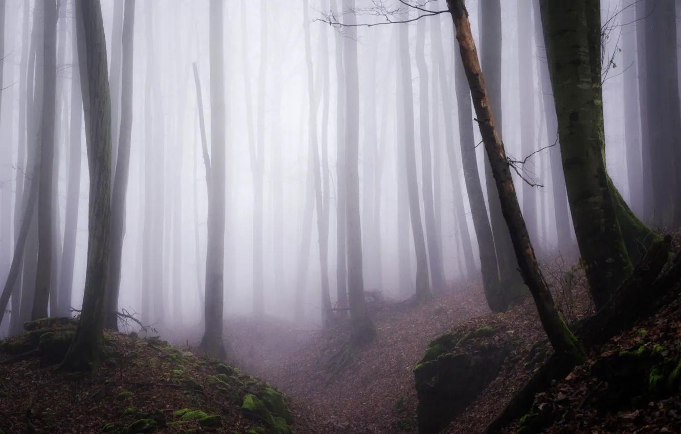Photo wallpaper forest, trees, nature, fog