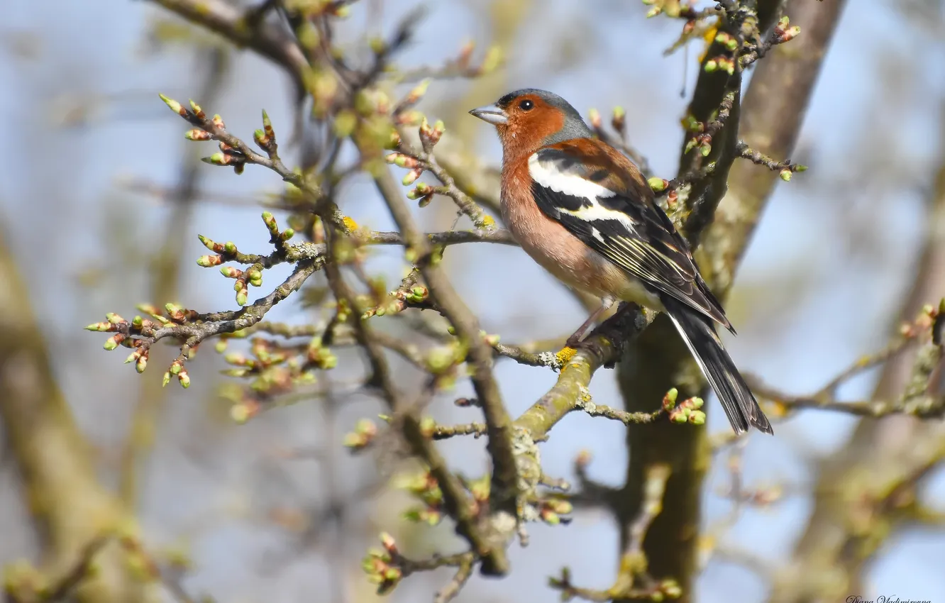 Photo wallpaper bird, spring, Chaffinch, photohunt