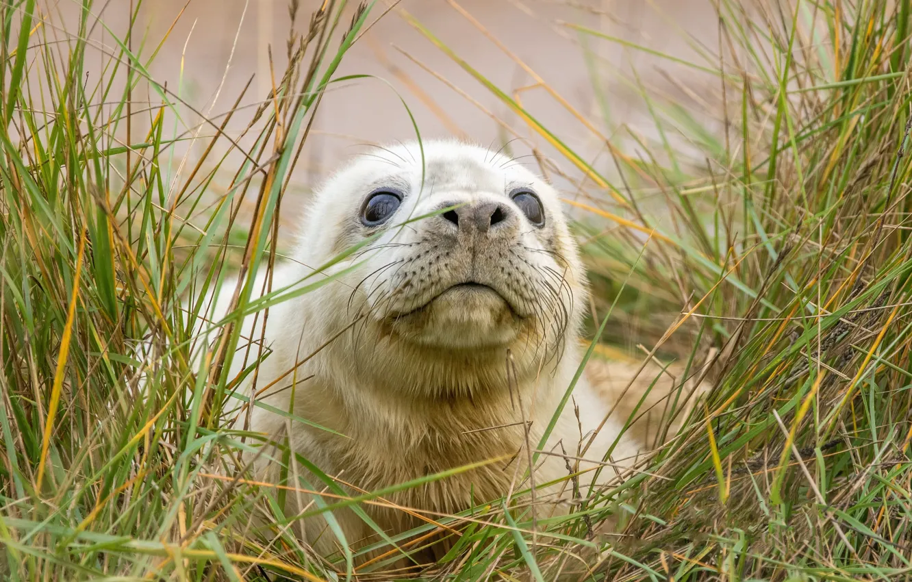 Photo wallpaper summer, grass, seal, nature, water, outdoors, seal pup