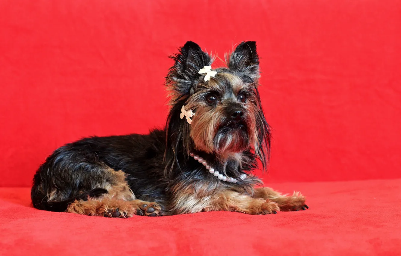 Photo wallpaper girl, puppy, bow