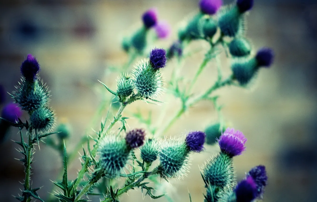 Photo wallpaper color, barb, briar