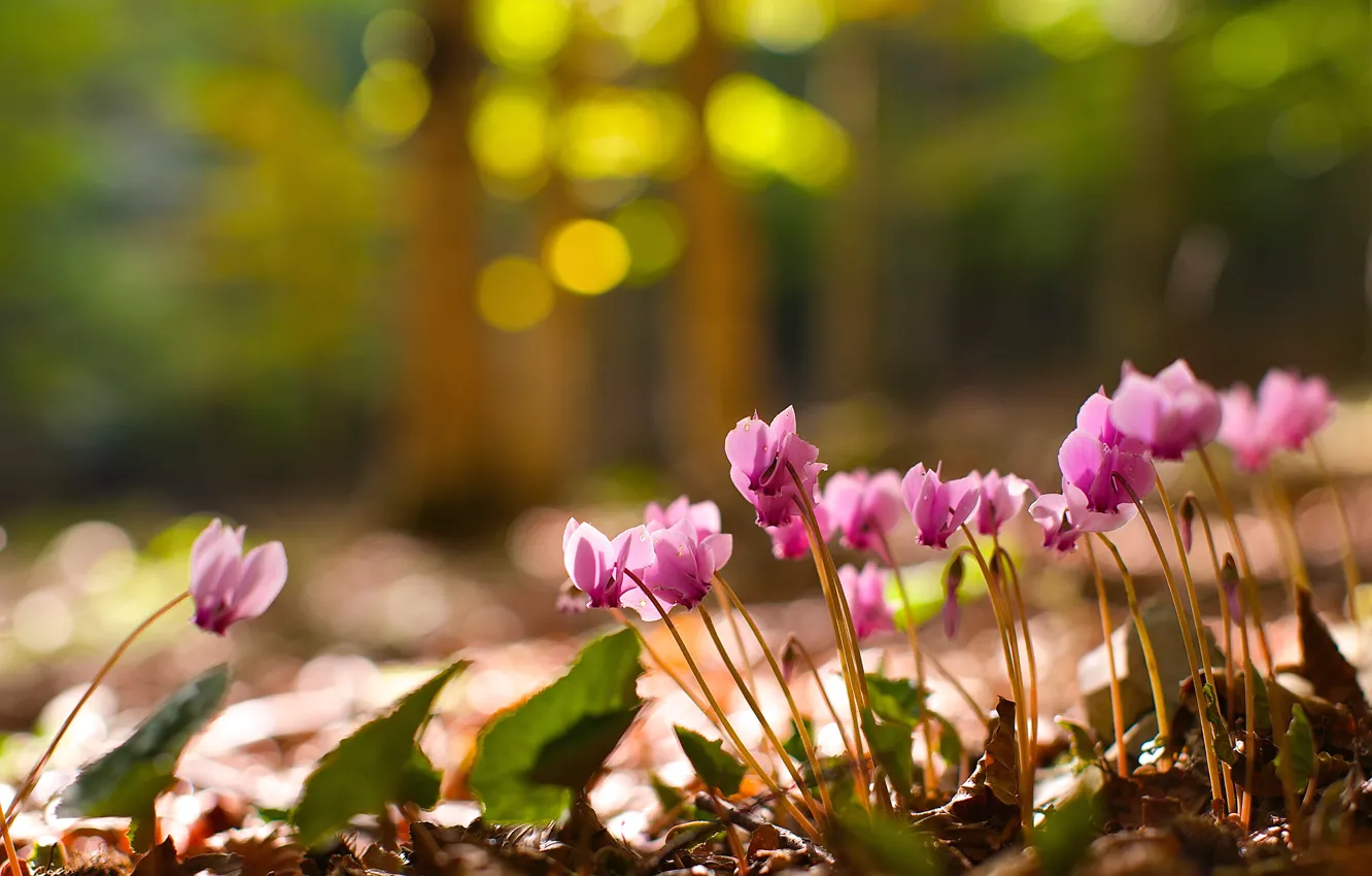 Photo wallpaper forest, light, flowers, nature, background, glade, spring, pink