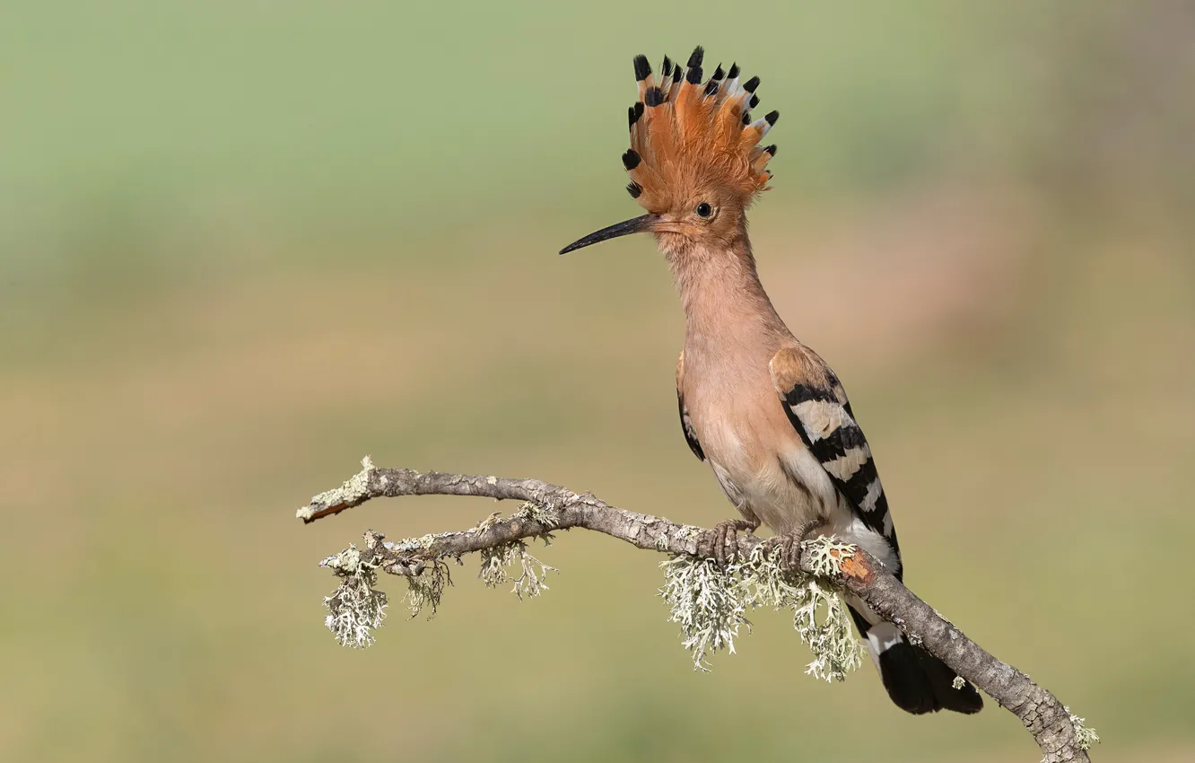 Photo wallpaper bird, branch, hoopoe