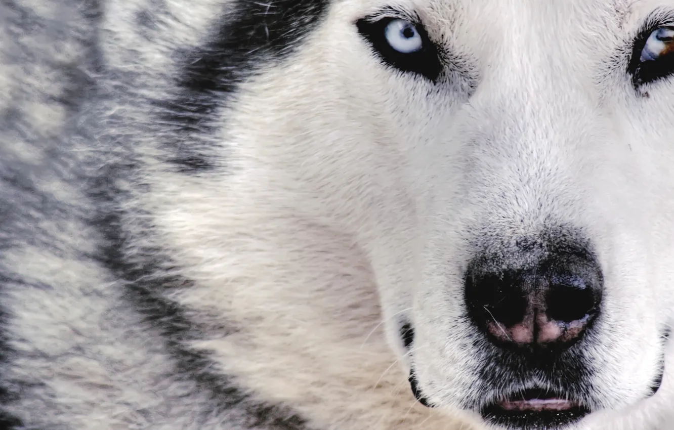 Photo wallpaper white, wolf, dog