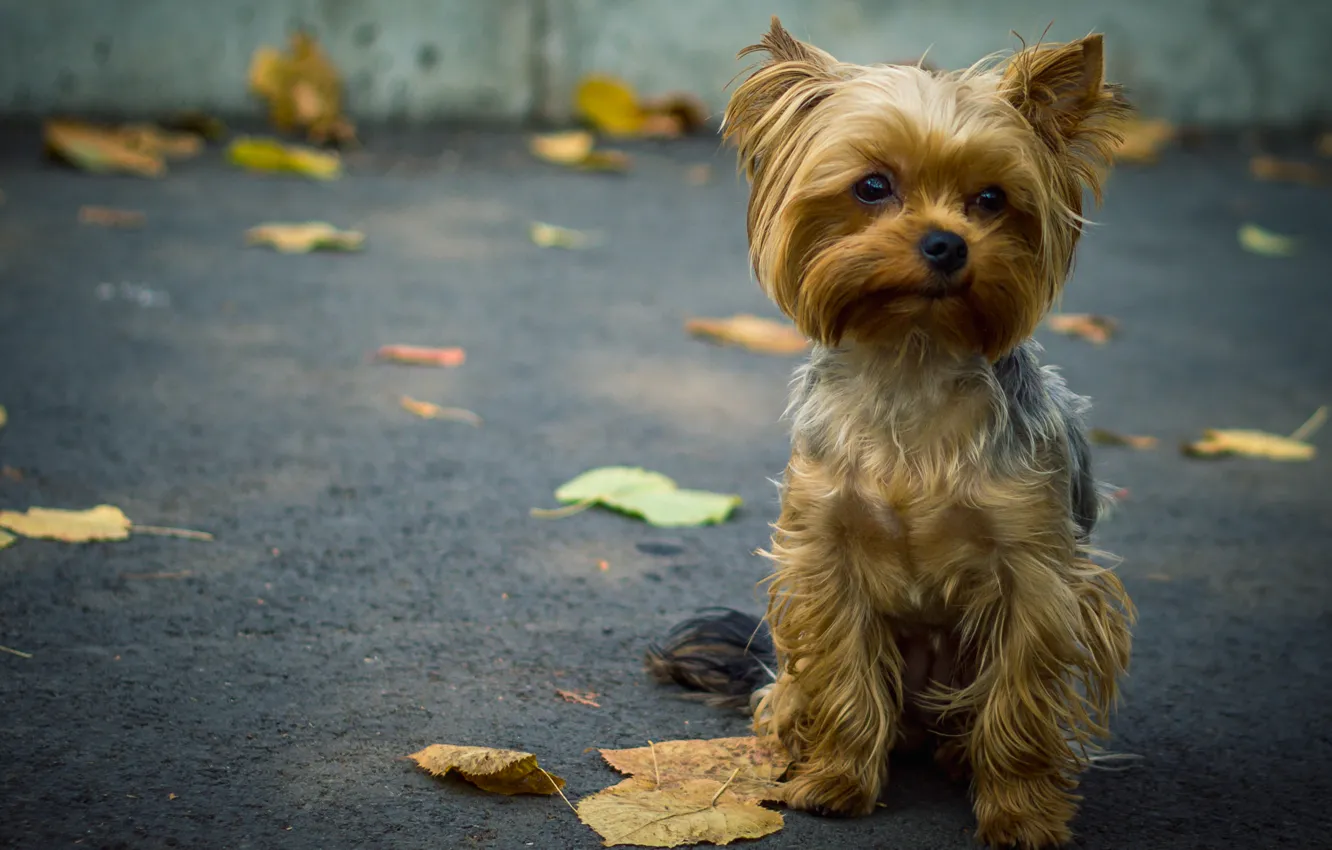 Photo wallpaper asphalt, leaves, dog, doggie, Terrier, Yorkshire
