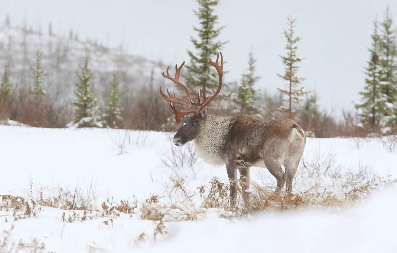 Photo wallpaper winter, forest, snow, nature, the snow, reindeer