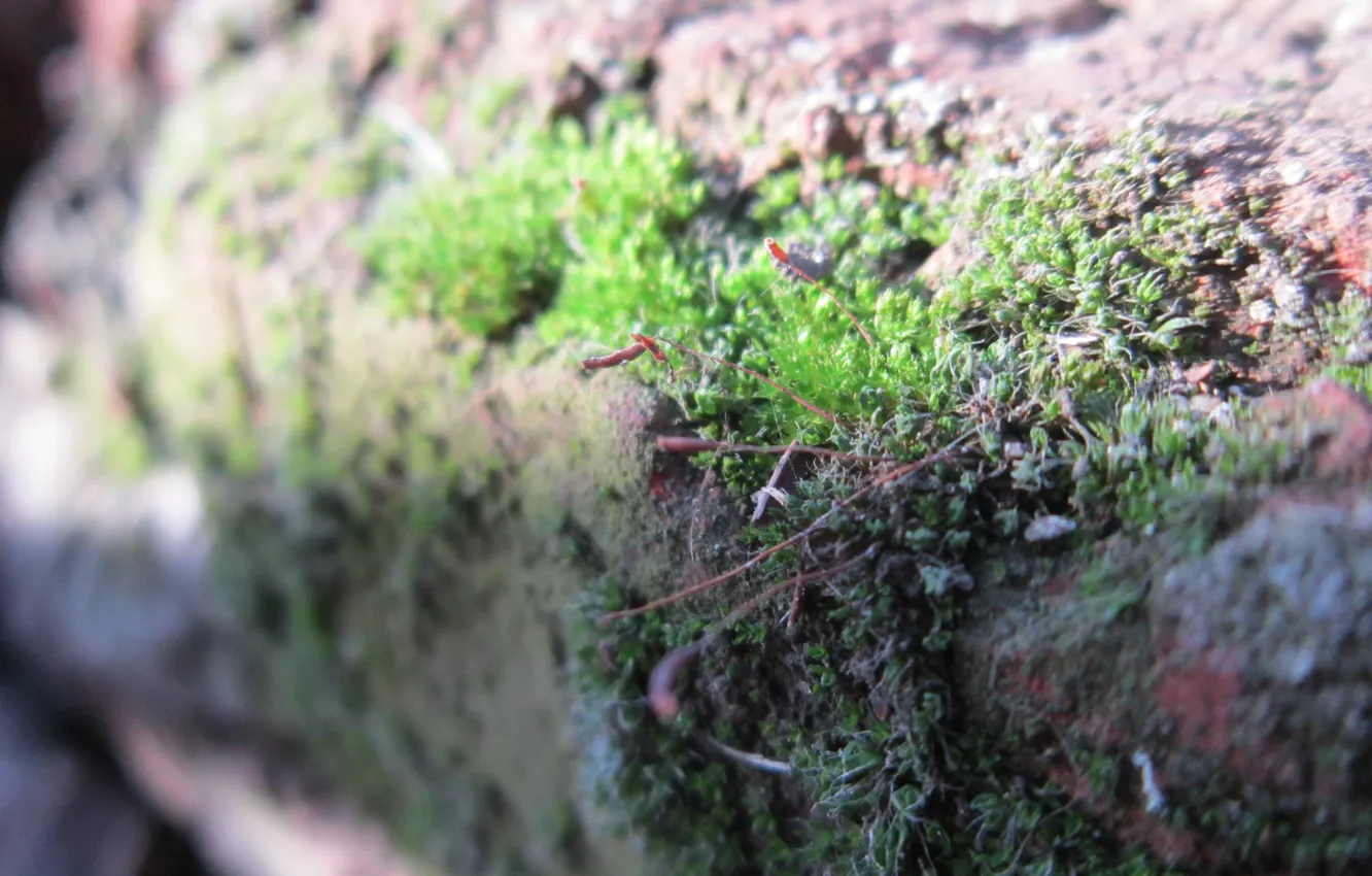 Photo wallpaper greens, moss, spring