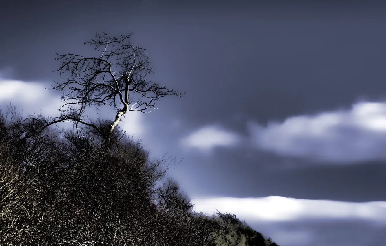 Photo wallpaper the sky, trees, landscape