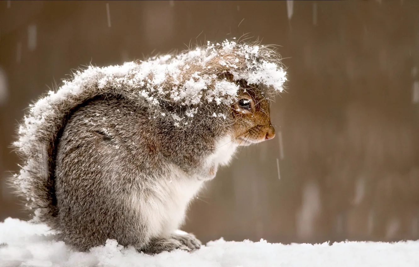 Photo wallpaper winter, snow, wool, fluffy, protein, tail, fur
