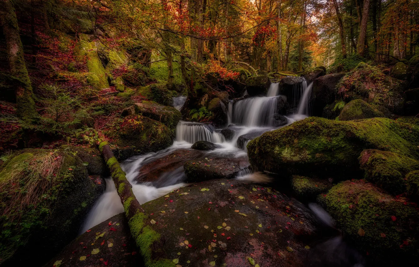 Photo wallpaper autumn, forest, trees, stones, France, waterfall, moss, cascade