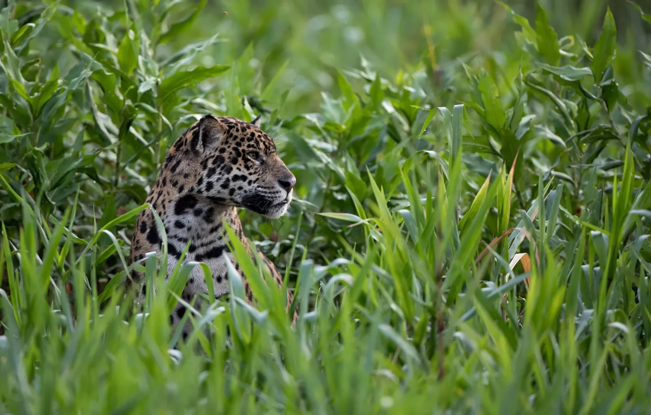 Photo wallpaper face, thickets, predator, Jaguar, profile, wild cat, Peeps