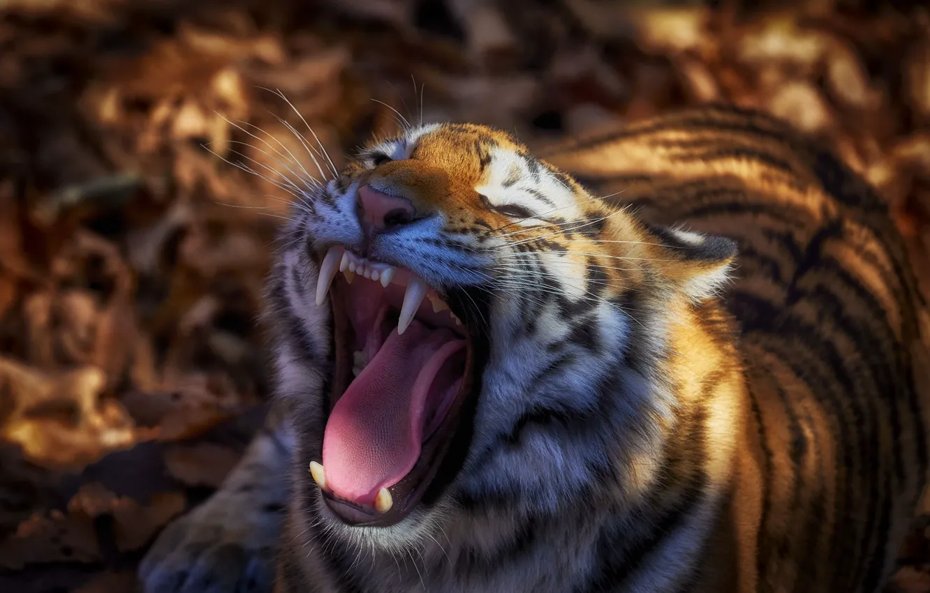 Photo wallpaper language, face, tiger, mouth, fangs, wild cat, Ivan Godovikov