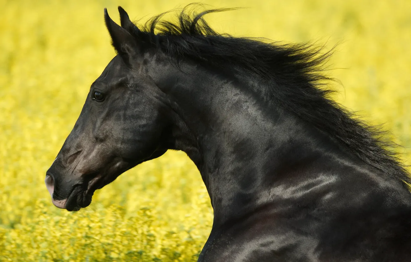 Photo wallpaper horse, black, stallion