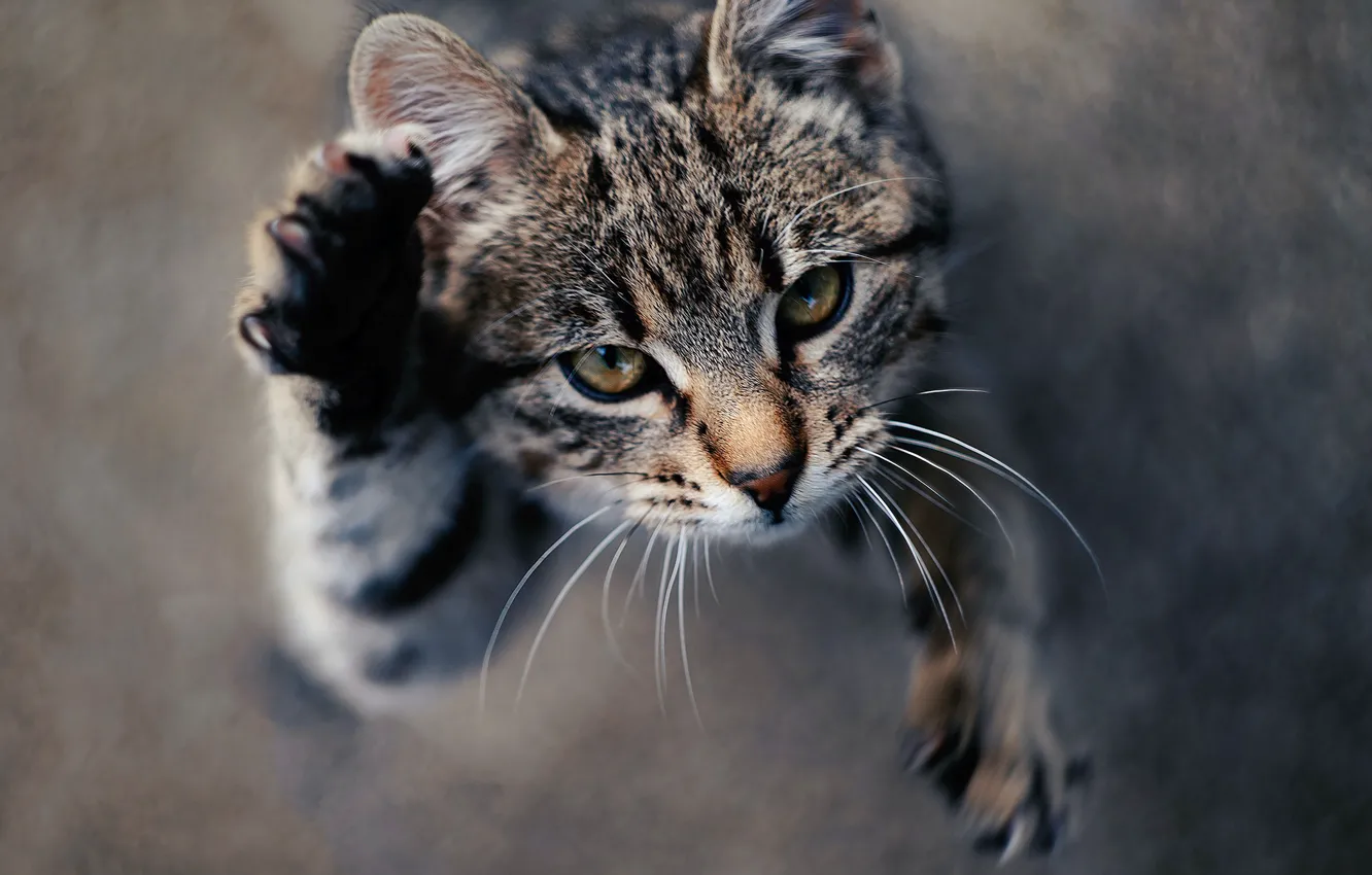 Photo wallpaper cat, cat, look, face, pose, grey, movement, jump