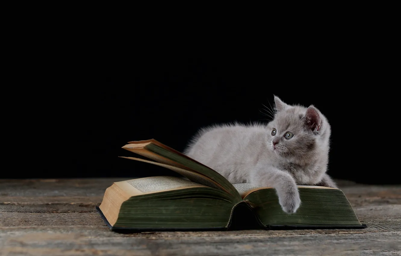Photo wallpaper cat, book, black background, kitty, British