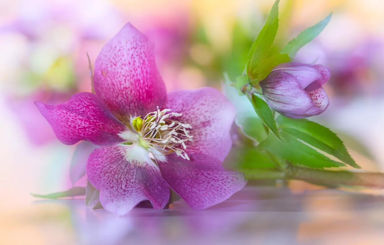 Photo wallpaper petals, buds, hellebore
