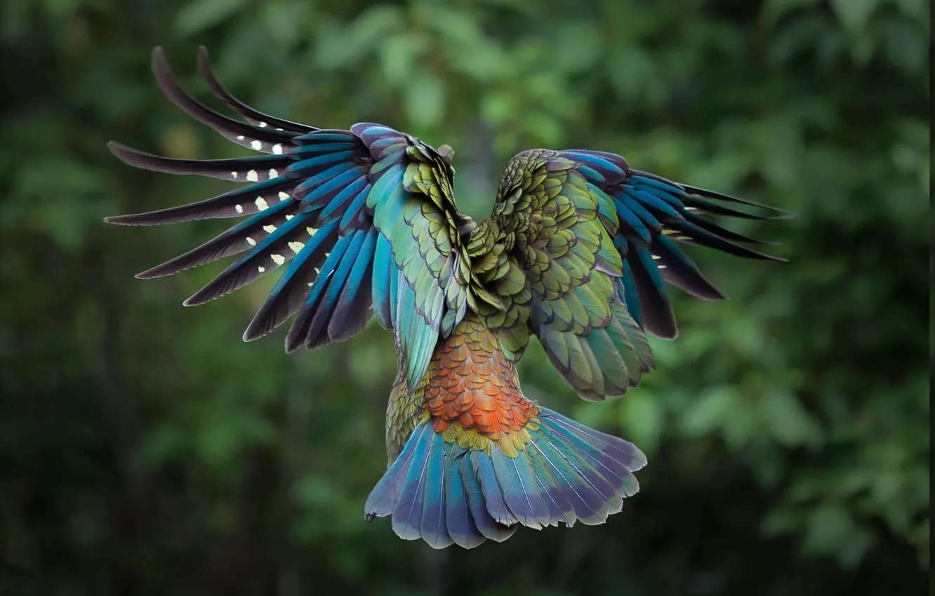 Photo wallpaper birds, animal, wildlife, parrot kea