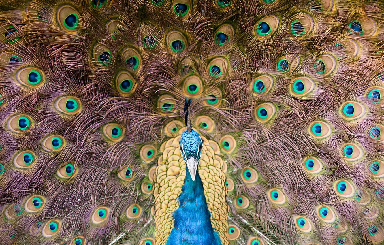 Photo wallpaper bird, feathers, tail, peacock