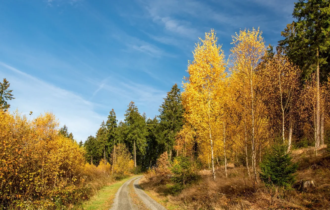 Photo wallpaper autumn, landscape, nature, beauty, birch, path