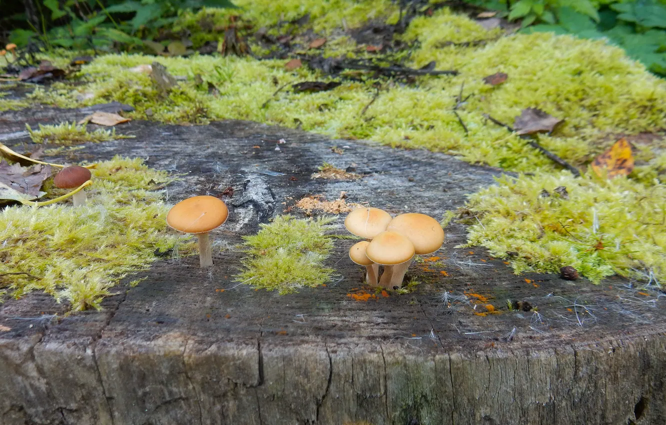 Photo wallpaper nature, widescreen, Wallpaper, mushrooms, moss, stump, wallpaper, widescreen