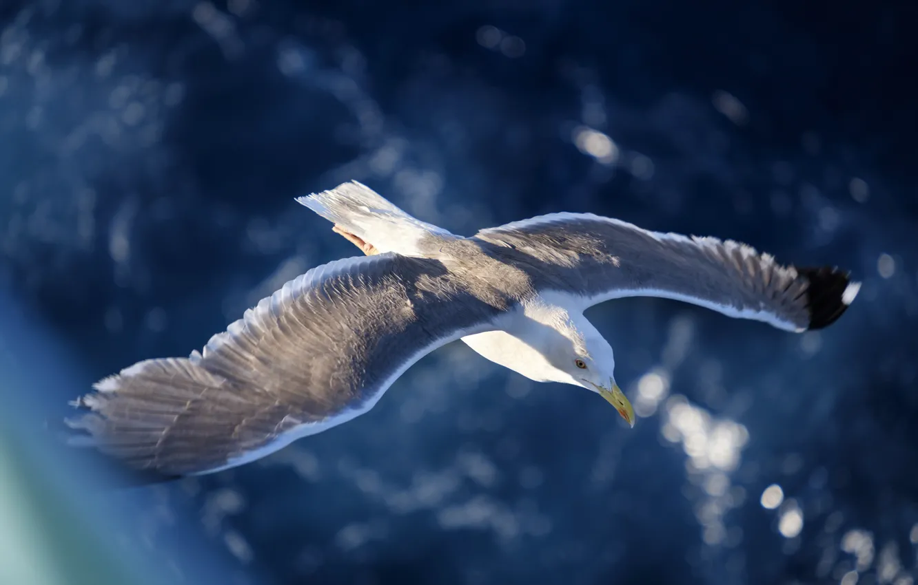 Photo wallpaper sea, look, water, light, flight, blue, nature, glare