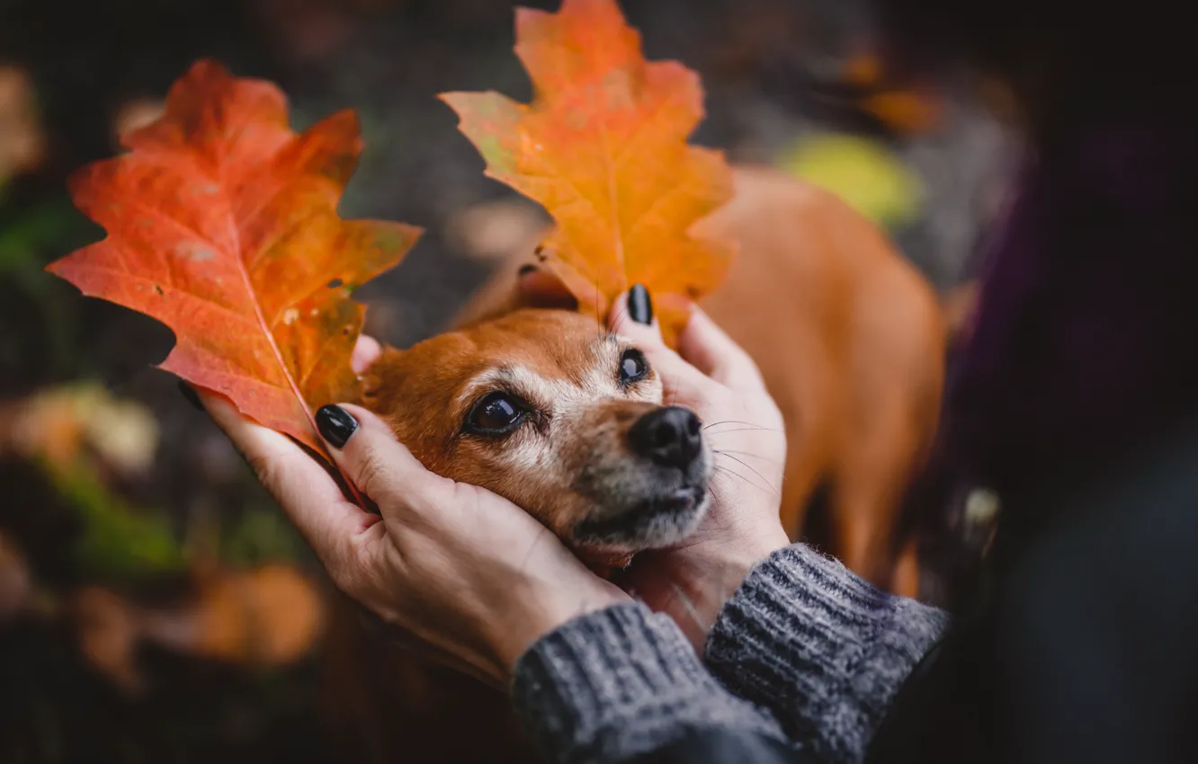 Photo wallpaper autumn, each, mood, dog