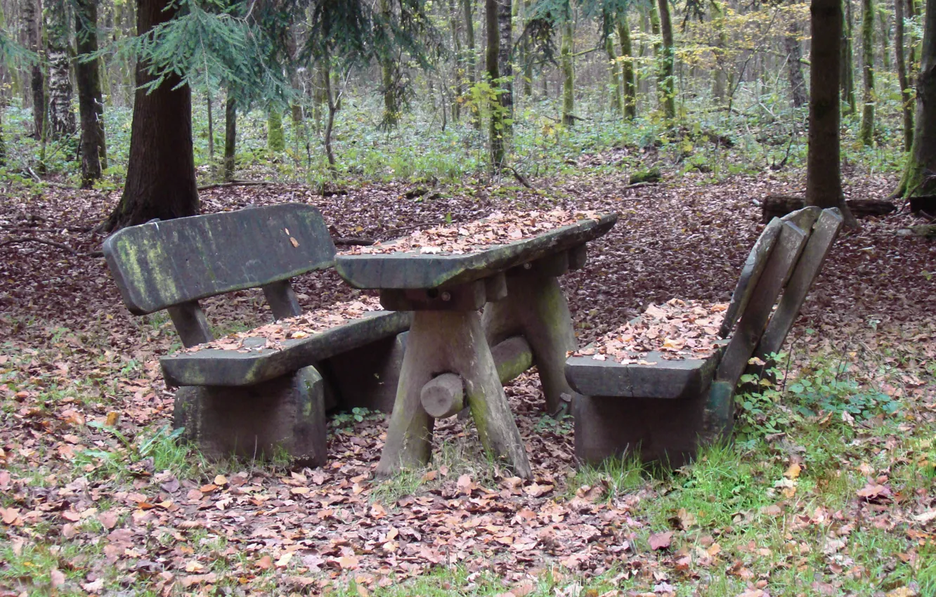 Photo wallpaper autumn, forest, grass, leaves, trees, bench, branches, table
