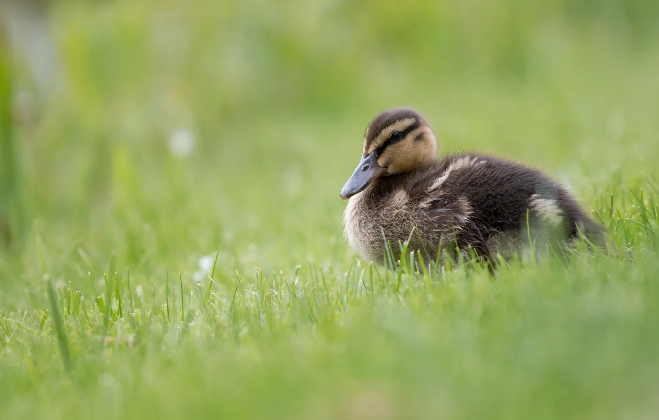 Photo wallpaper grass, nature, green, background, bird, glade, duck, duck