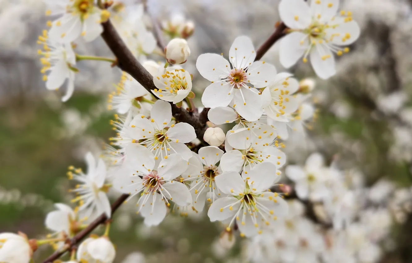Photo wallpaper flowers, spring, flowering, drain, spring 2024