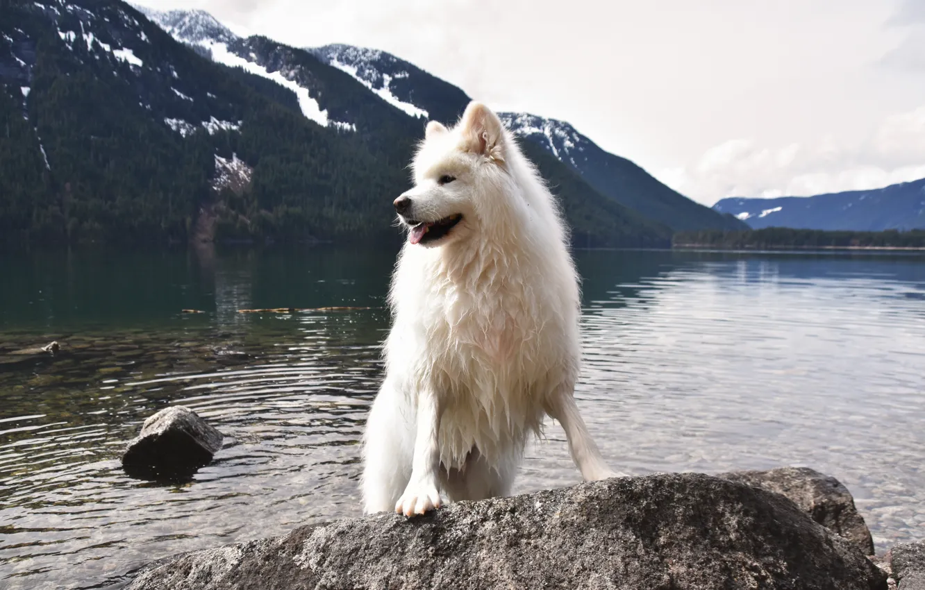Photo wallpaper look, pose, dog, face, Samoyed
