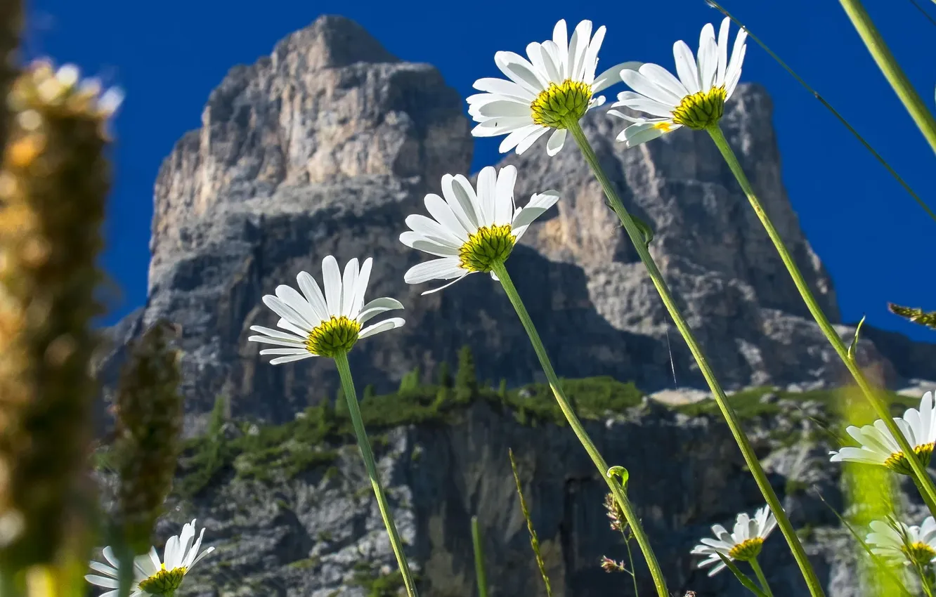 Photo wallpaper flowers, nature, mountain, chamomile