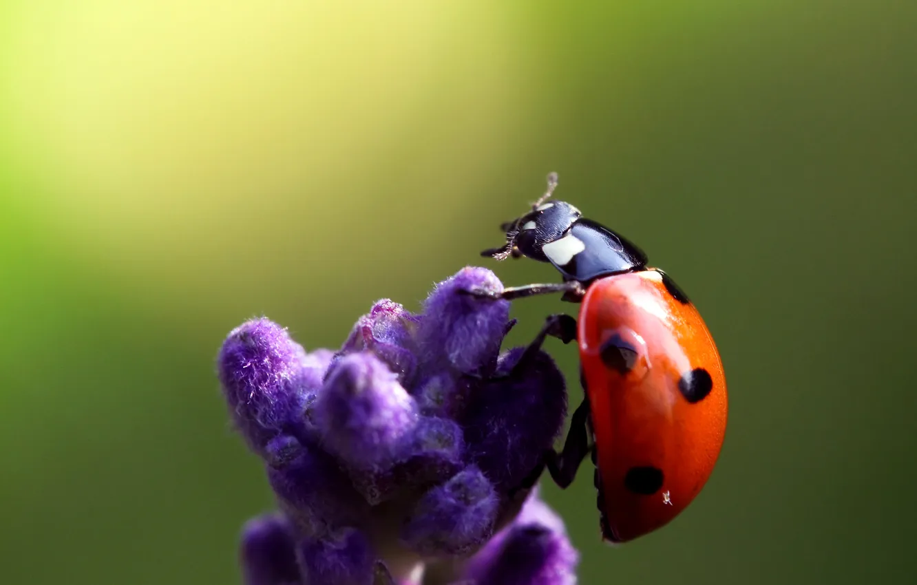 Photo wallpaper macro, flowers, ladybug, the background is green
