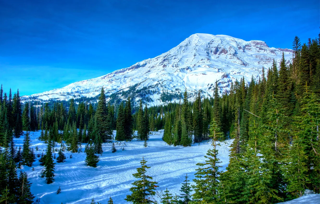 Photo wallpaper forest, the sky, snow, trees, mountains, nature, tops, spruce